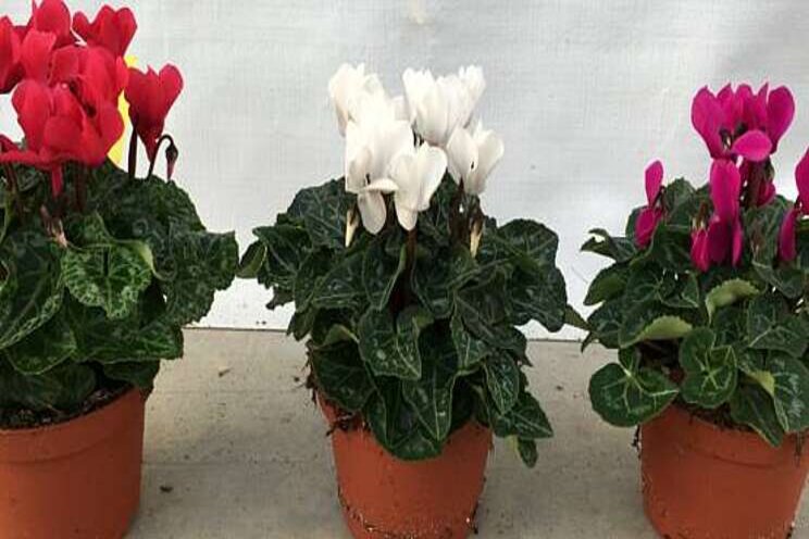 Teelt fossielvrije en compacte perkplanten kan Teelt fossielvrije en compacte perkplanten kan