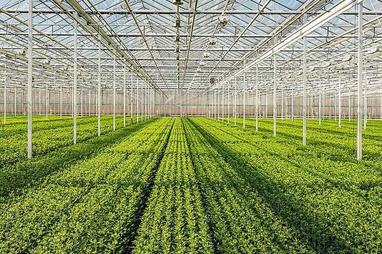 Cursus Weerbaar telen chrysant start in januari Cursus Weerbaar telen chrysant start in januari