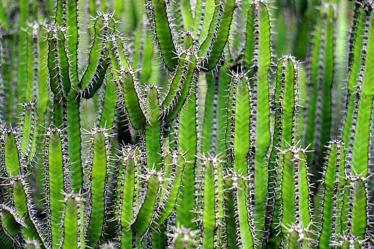 Beschermde dieren en planten in beslag genomen Beschermde dieren en planten in beslag genomen