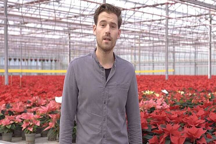 Sortimentsvergelijking Poinsettia 2020 digitaal Sortimentsvergelijking Poinsettia 2020 digitaal