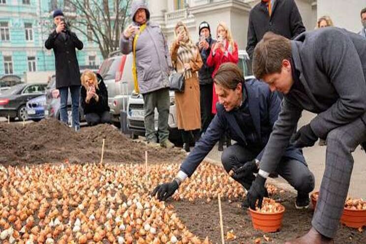 Consul plant tulpen in Kiev Consul plant tulpen in Kiev