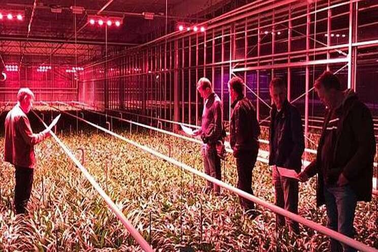 Nerine naar hoger plan dankzij belichting? Nerine naar hoger plan dankzij belichting?