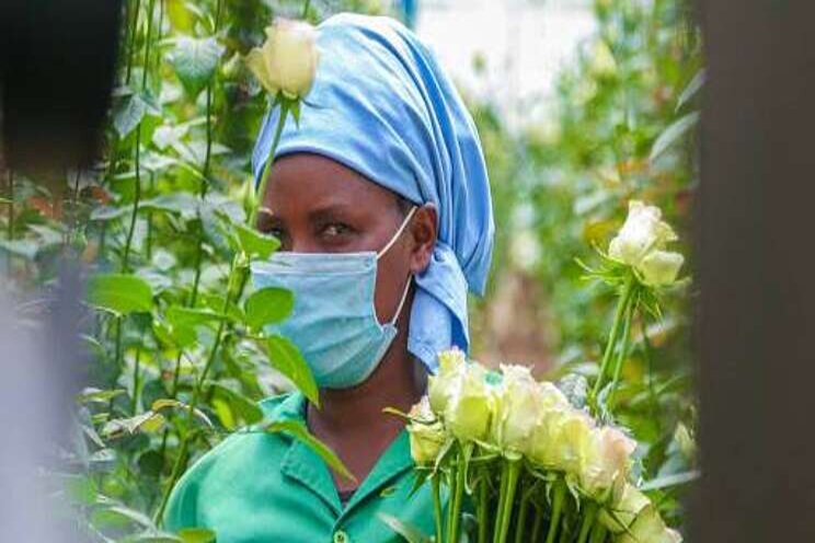 Hivos en True Price lanceren eerlijke roos Hivos en True Price lanceren eerlijke roos