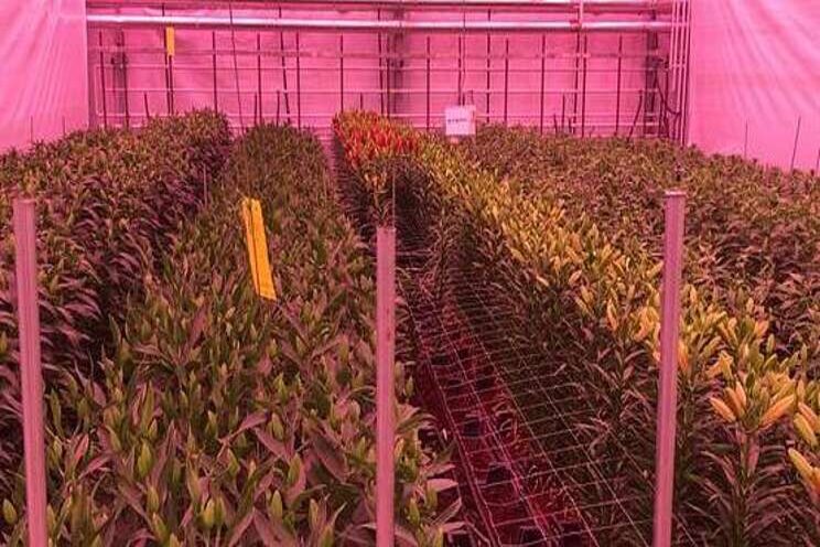 Leliebroei onder LED levert forse verschillen op Leliebroei onder LED levert forse verschillen op