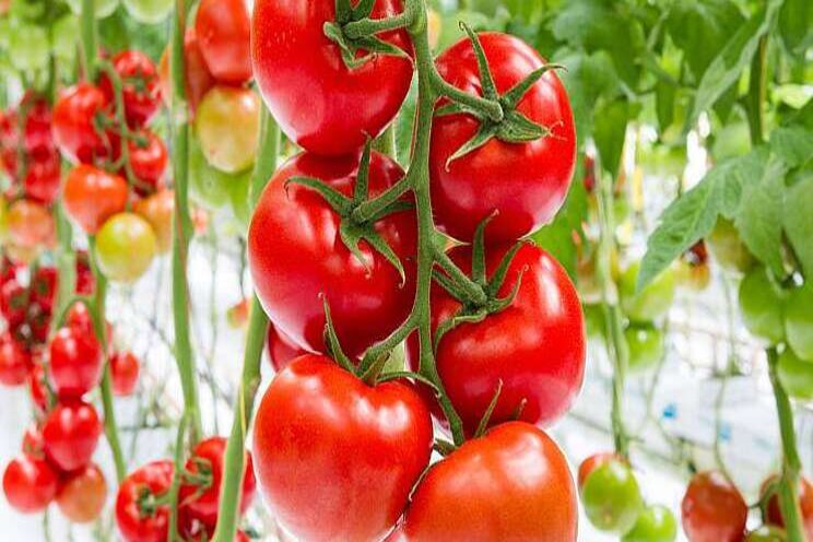 'Volg sectorplan tegen Tomato Chlorosevirus'