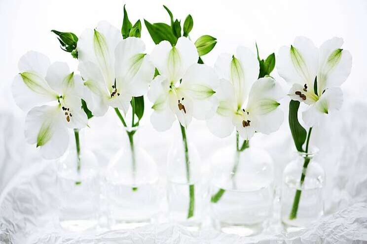 Tesselaar Alstroemeria naar lagere milieufootprint Tesselaar Alstroemeria naar lagere milieufootprint