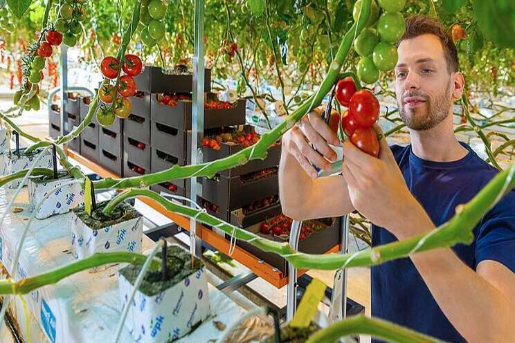 Morgen: Berg Hortimotive op Paprika Tasty Radio Morgen: Berg Hortimotive op Paprika Tasty Radio