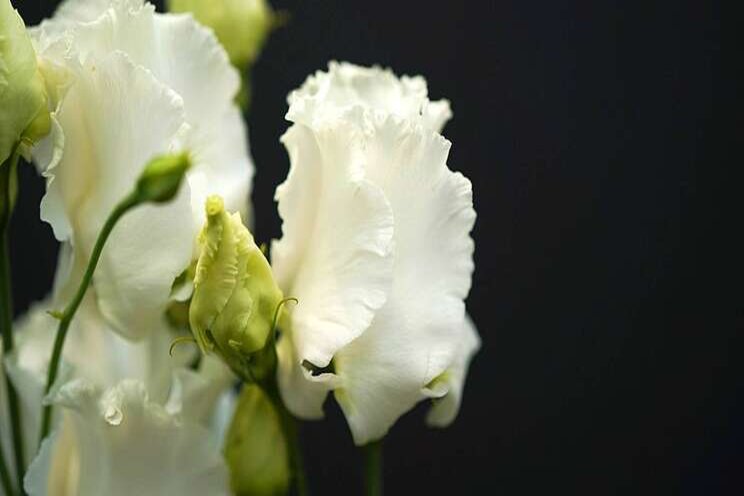 Lisianthus Falda White Lisianthus Falda White