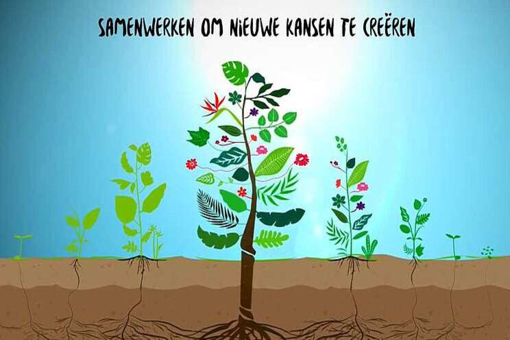 Samenwerking tussen potplantenkwekers Samenwerking tussen potplantenkwekers