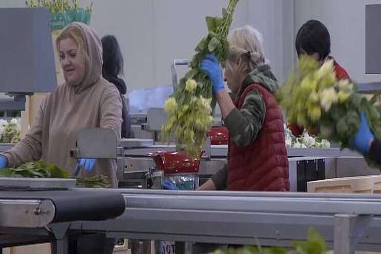 Project in beeld: Simply Fresh in India Project in beeld: Simply Fresh in India