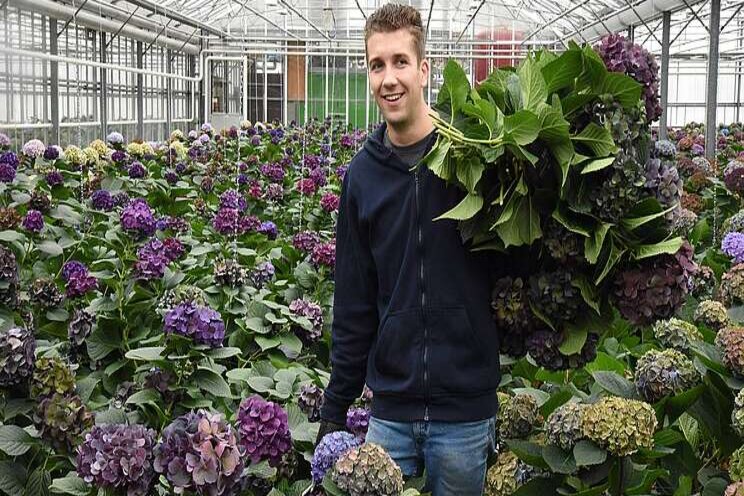 Verrassende resultaten in topproef HBA snijhortensia Verrassende resultaten in topproef HBA snijhortensia