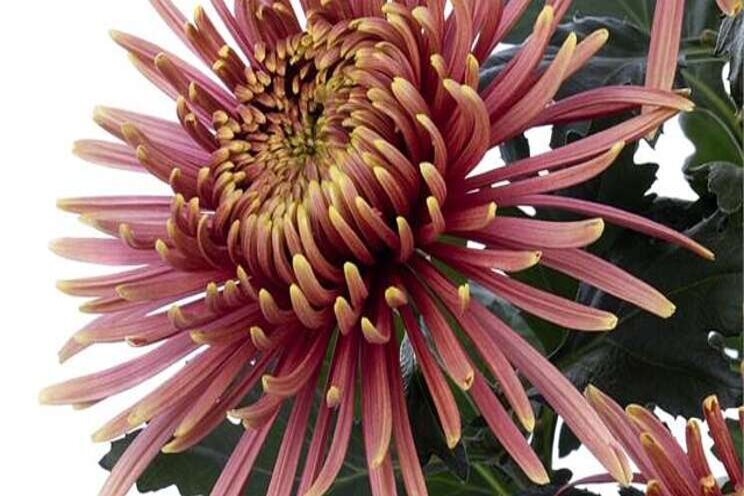 Nieuw: Baltazar Flame Nieuw: Baltazar Flame