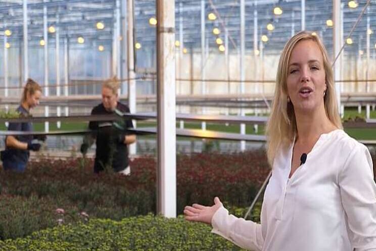Premium Flowers groep geeft digitaal kijkje in kas Premium Flowers groep geeft digitaal kijkje in kas