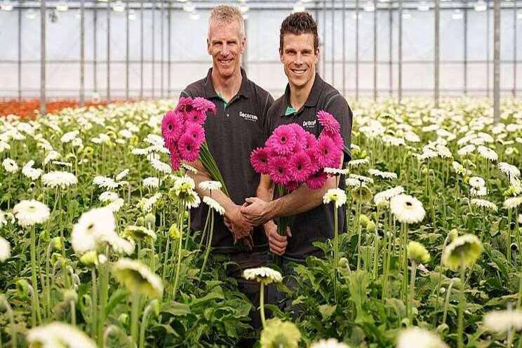 Meer gerbera's bij Decorum Meer gerbera's bij Decorum