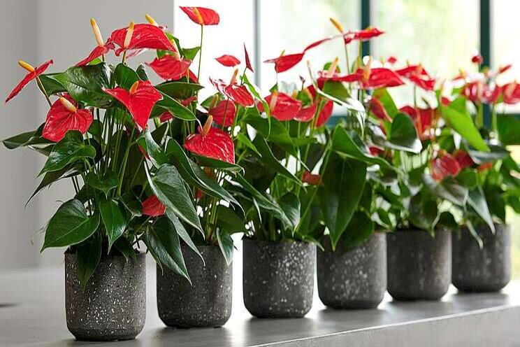 HouwenPlant introduceert nieuwe potanthurium HouwenPlant introduceert nieuwe potanthurium