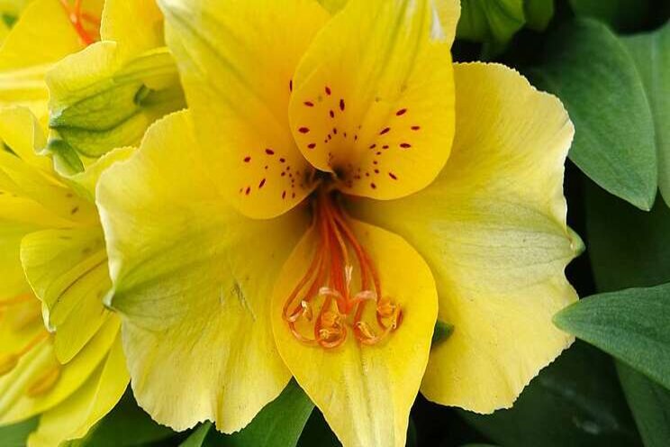 Webinar Alstroemeria Webinar Alstroemeria