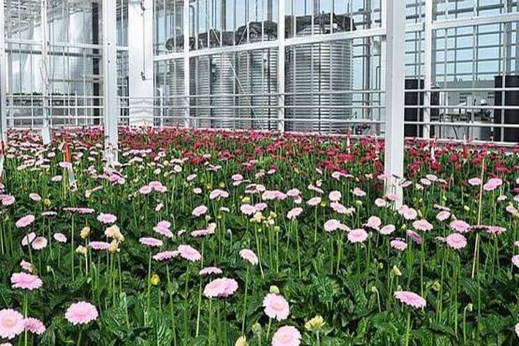 Gerbera in Kas2030 verloopt redelijk goed Gerbera in Kas2030 verloopt redelijk goed