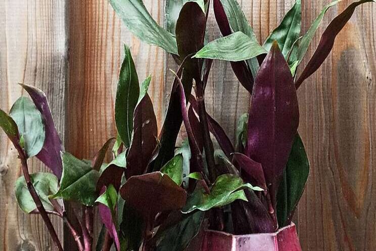Donkerpaarse Tradescantia ROXXO Donkerpaarse Tradescantia ROXXO