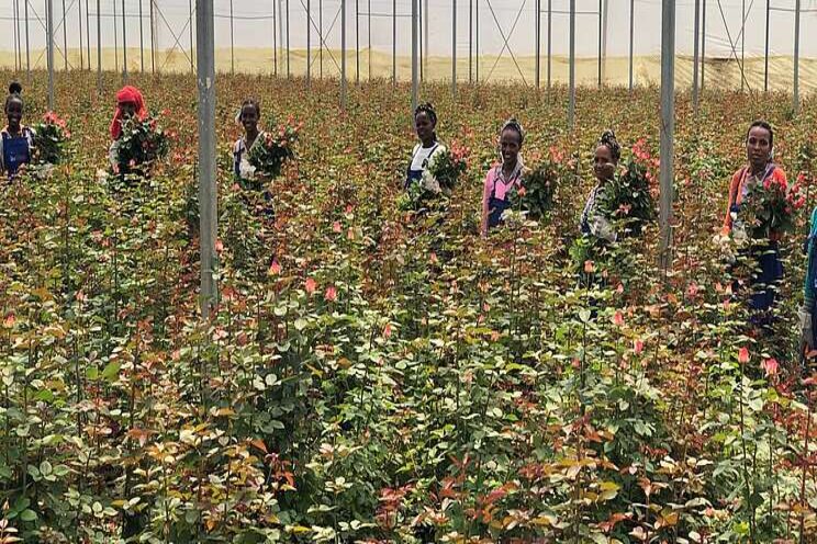 Afriflora zet koppeling Certifeye Wallet online Afriflora zet koppeling Certifeye Wallet online