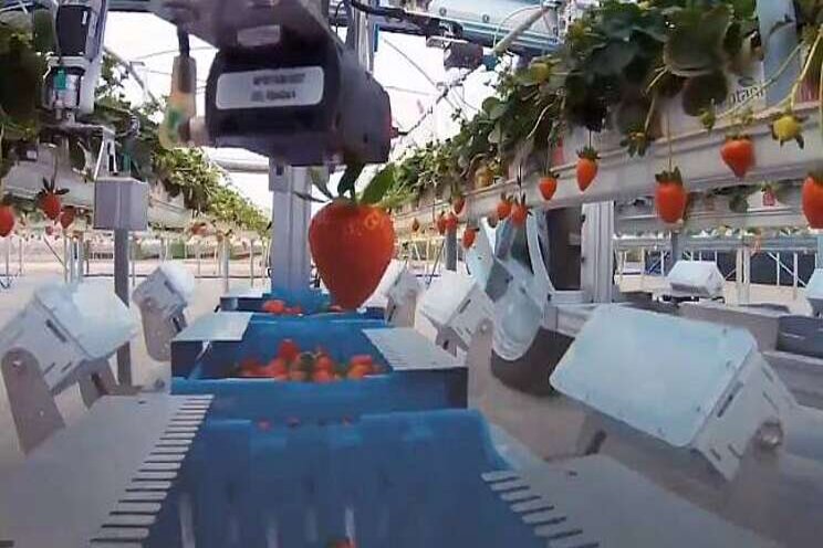 Video: Aardbeienrobot