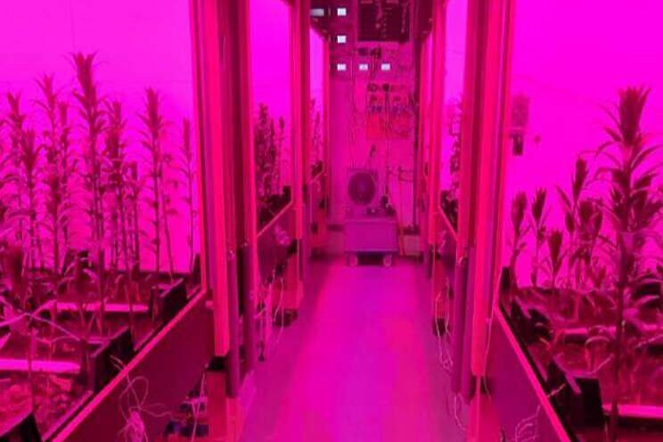 Aparte voorbroeifase onder LED biedt kansen lelieteelt Aparte voorbroeifase onder LED biedt kansen lelieteelt