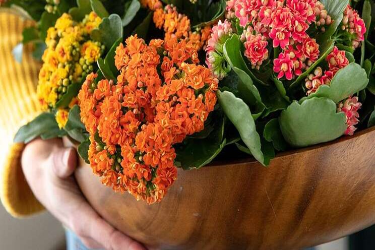 Knallen met kleurrijke Kalanchoë Knallen met kleurrijke Kalanchoë