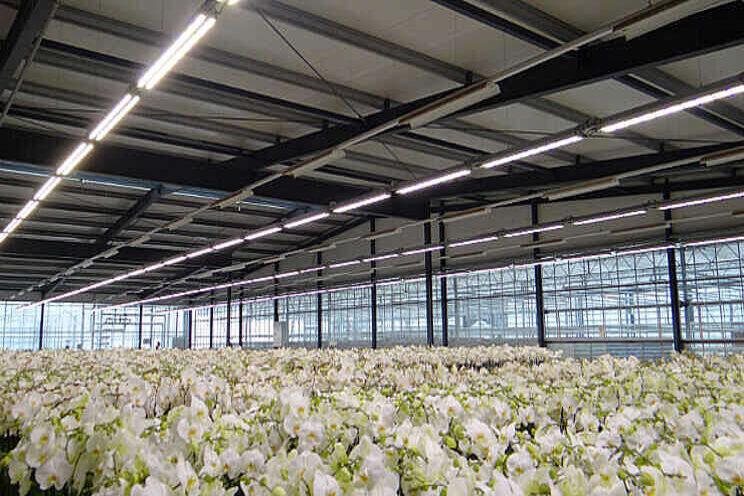 Jaarrond opvallen met sierlijke orchideeën Jaarrond opvallen met sierlijke orchideeën