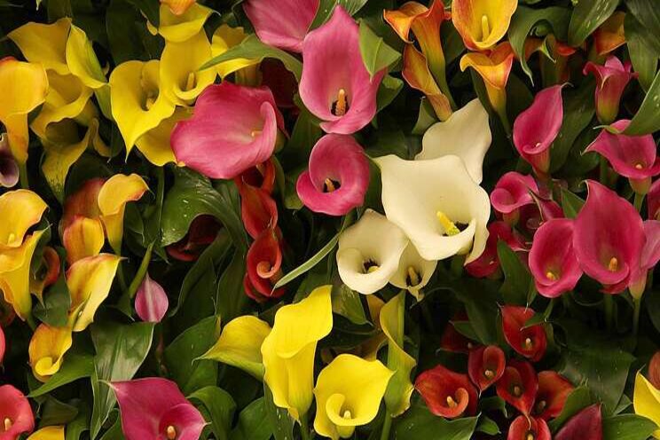 Een schonere én snellere teelt van Zantedeschia Een schonere én snellere teelt van Zantedeschia