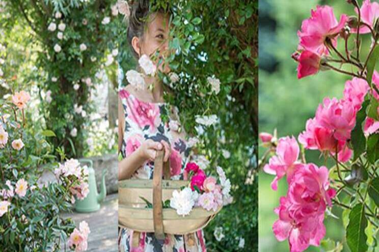 Roses4gardens groeit Roses4gardens groeit