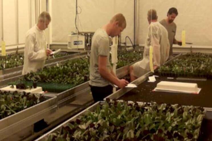 Effect pluggen en trays op ontwikkeling phalaenopsis Effect pluggen en trays op ontwikkeling phalaenopsis
