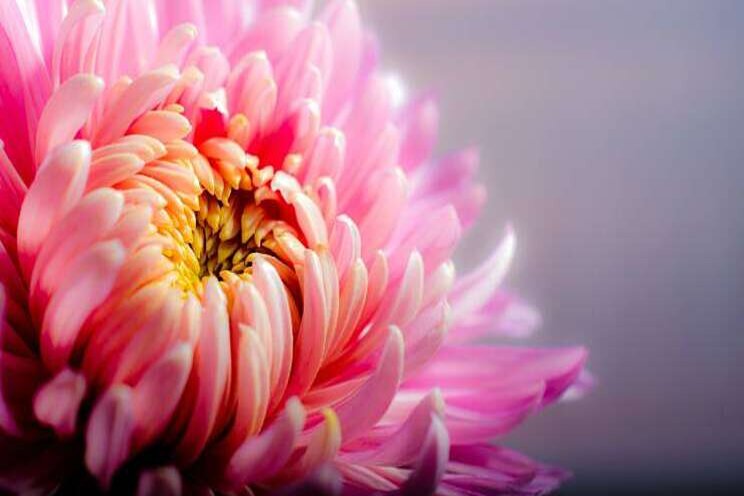 Weerbare chrysantenteelt zonder stomen een optie? Weerbare chrysantenteelt zonder stomen een optie?