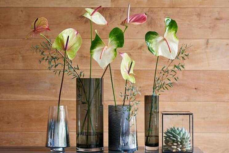 Anthurium siert BBH Trend Collectie Anthurium siert BBH Trend Collectie