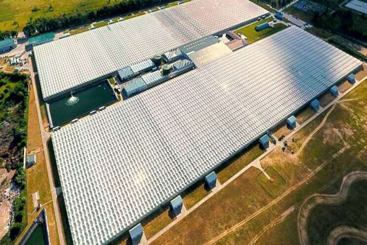Rozenkwekerij Ascania wil groeien met LED Rozenkwekerij Ascania wil groeien met LED