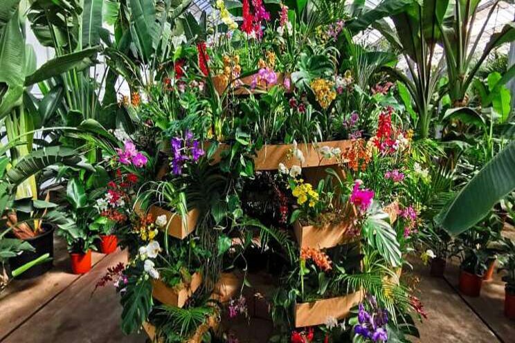 Virtuele orchideeënbelevenis Virtuele orchideeënbelevenis