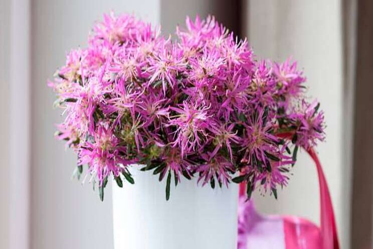 Azalea seizoen staat weer in de startblokken Azalea seizoen staat weer in de startblokken