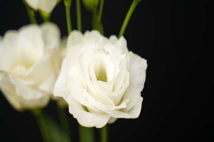 Montana introduceert Lisianthus Giant White Montana introduceert Lisianthus Giant White