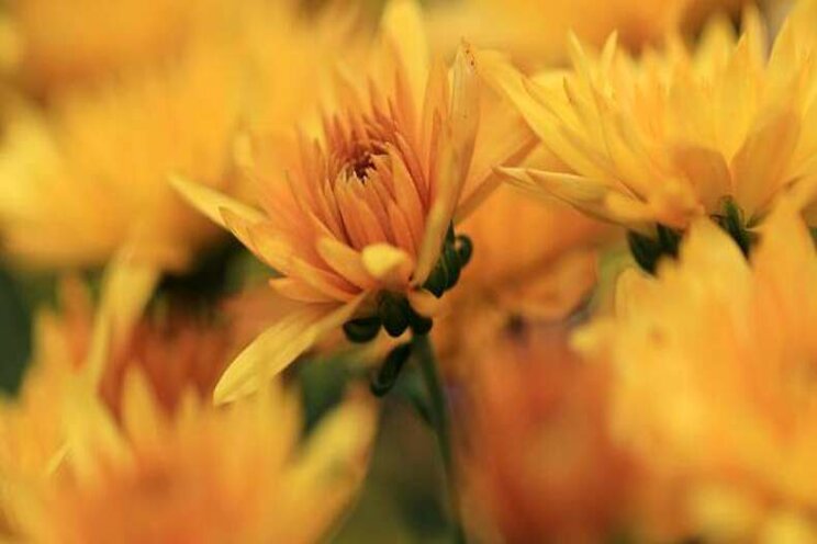 Chrysanten telen zonder gas is technisch mogelijk Chrysanten telen zonder gas is technisch mogelijk
