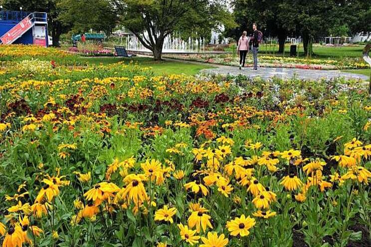 Zonnige Rudbeckia straalt door heel Europa Zonnige Rudbeckia straalt door heel Europa