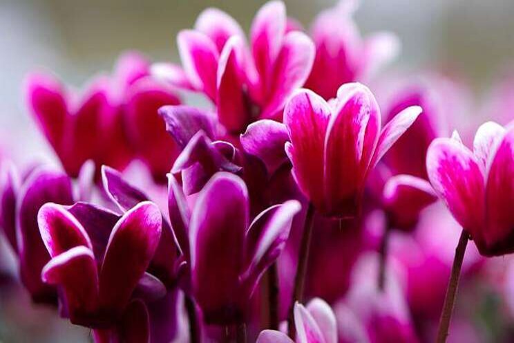Benchmark Cyclamen gericht op patioplant Benchmark Cyclamen gericht op patioplant