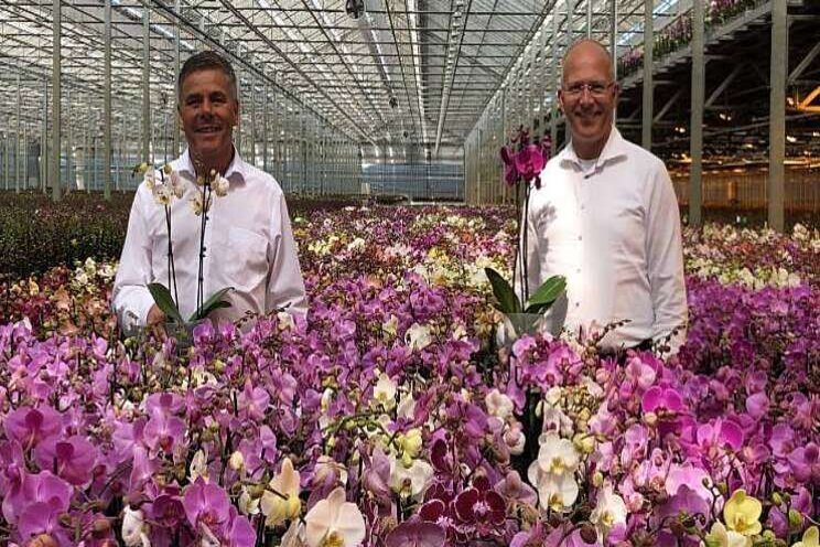 Phalaenopsis: meer flexibiliteit en kwaliteit Phalaenopsis: meer flexibiliteit en kwaliteit