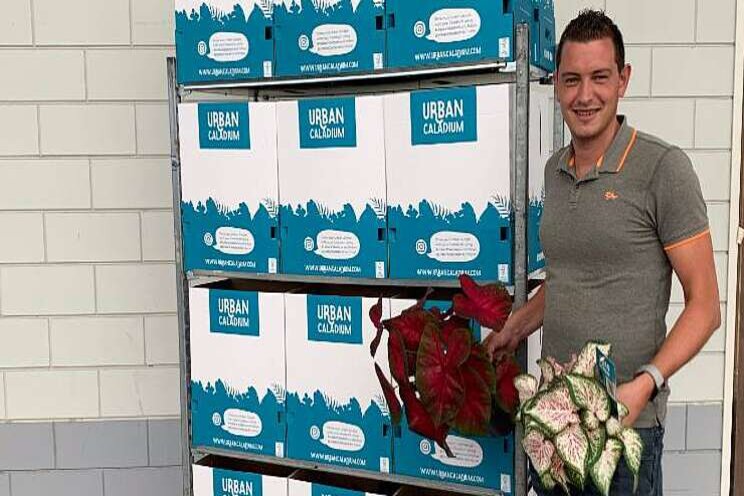 Vreugdenhil Bulbs & Plants lanceert Urban Caladium Vreugdenhil Bulbs & Plants lanceert Urban Caladium