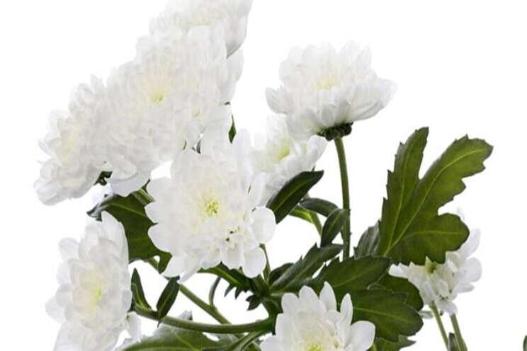 Unieke gevuld witte Santini Unieke gevuld witte Santini