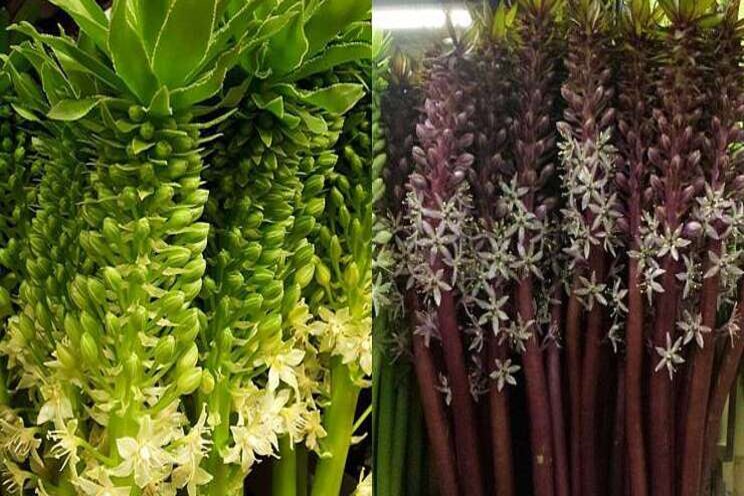 Snij-Eucomis bij Plantion Snij-Eucomis bij Plantion