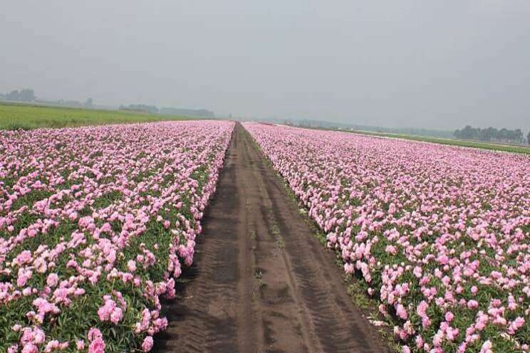 R2 Flowers organiseert veilingen pioenrozen R2 Flowers organiseert veilingen pioenrozen