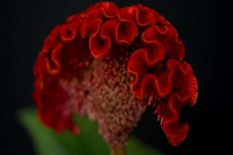 Introductie Celosia Act Diva Introductie Celosia Act Diva