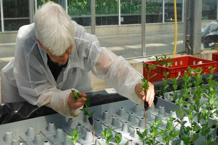 Zeer goede takgewichten bij teelt chrysant op water Zeer goede takgewichten bij teelt chrysant op water