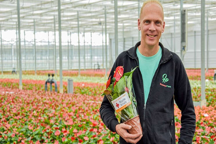 Anthuriumactie voor Rode Kruis Anthuriumactie voor Rode Kruis