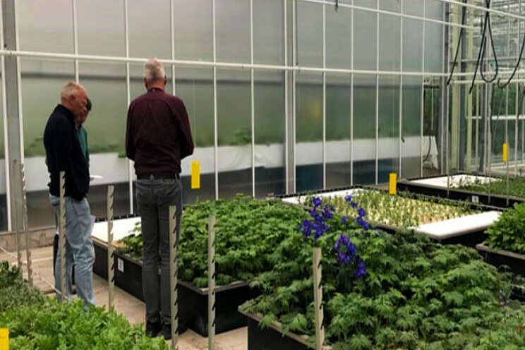 Teelt op water werkt voor aster en zonnebloem Teelt op water werkt voor aster en zonnebloem