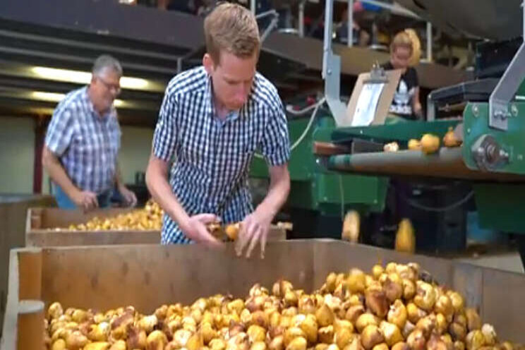 Video: Onderzoek naar kwaliteitsbepaling bollen Video: Onderzoek naar kwaliteitsbepaling bollen