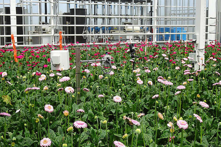 Gerbera in fossielvrije kas is goede leerschool Gerbera in fossielvrije kas is goede leerschool
